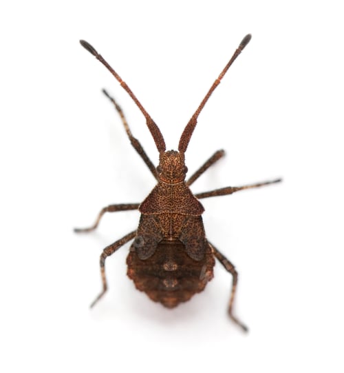 Preview: Dock bug, Coreus marginatus, in front of white background
