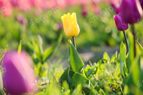 Preview: Closeup view of beautiful fresh tulips on field. Blooming spring flowers