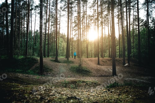 Preview: Scenic view of a person standing in the middle of a green forest on a sunny day