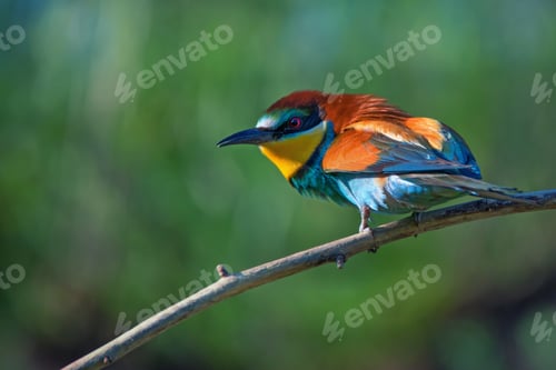 Preview: Exotic tropical bird