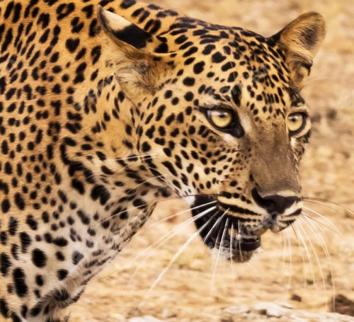 Preview: A Beautiful and Breathtaking wildlife in the World