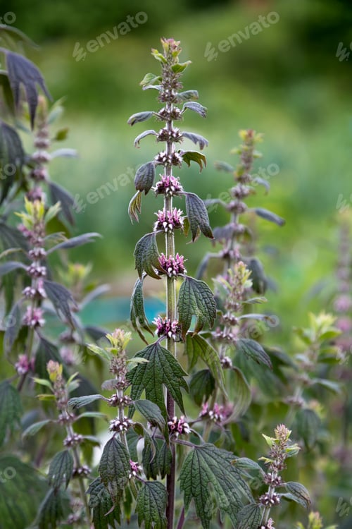 Preview: Close up of emerging motherwort herb flowers