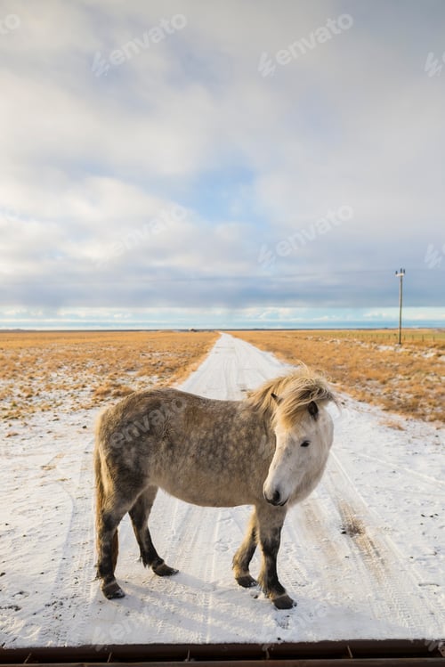 Preview: Pony on snow-covered field, Iceland