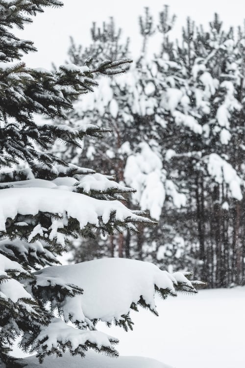 Preview: Pine tree branches covered with snow. Frozen tree branch in winter forest.