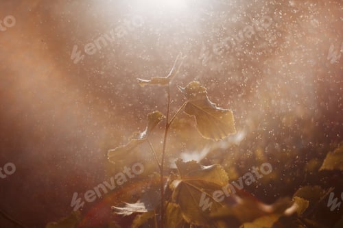 Preview: macro shots of flowers and bokeh made of water drops on sunset