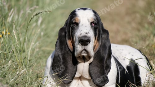 Preview: Horizontal shot of a basset hound sitting in a green field during daylight
