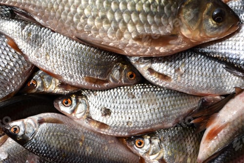 Preview: Background of fresh fish in the market