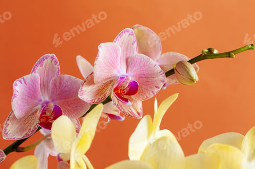 Preview: Close up of beautiful phalaenopsis orchid flowers