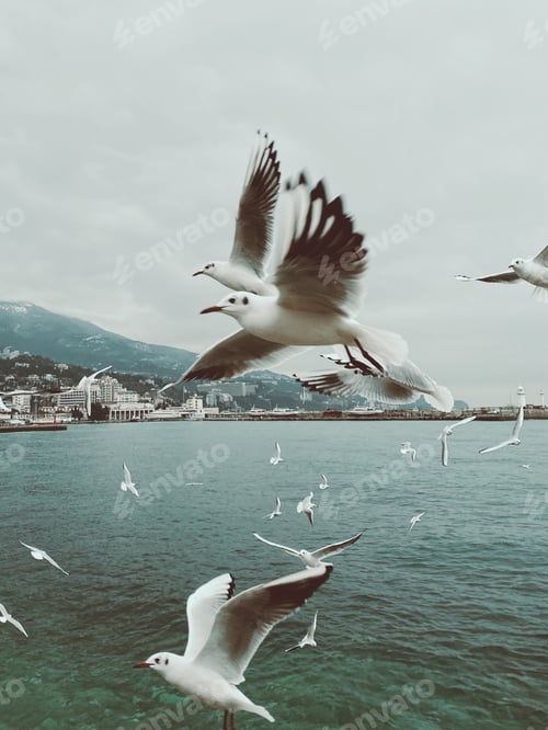 Preview: seagulls fly over the sea, vintage style