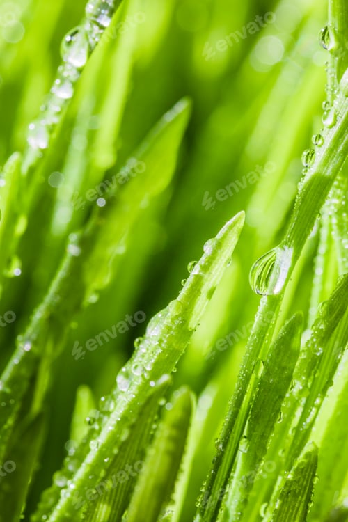 Preview: Abstract Macro Close-up of Mature Wheatgras