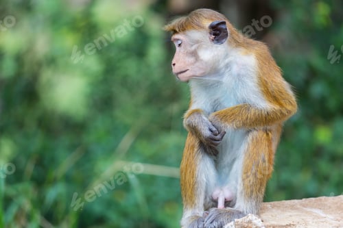 Preview: Monkey
