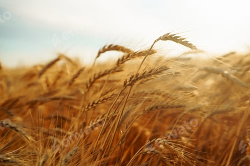 Preview: Amazing background of ripening ears of yellow wheat field against the blue sky. Agricultural farm.