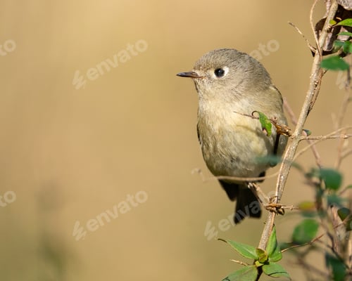 Preview: Ruby-crowned Kinglet