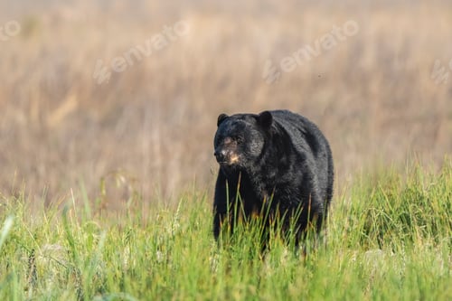 Preview: Large black bear strolling through verdant grassy meadow