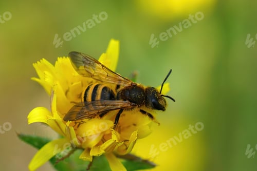 Preview: Closeup of a female of the great banded furrow bee, Halictus scabiosae on a yellow flower