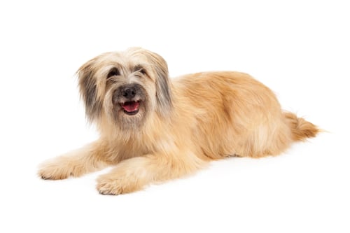 Preview: Happy Pyrenean Shepherd Dog Laying