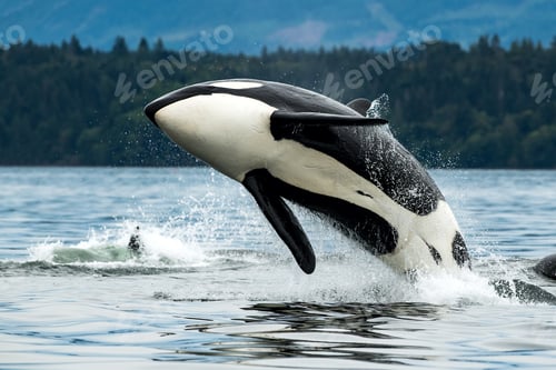 Preview: Bigg's orca whale jumping out of the sea in Vancouver Island, Canada