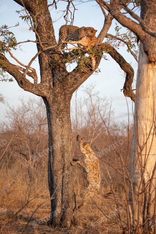 Preview: A leopard, Panthera pardus, and spotted hyena, Crocuta crocuta,