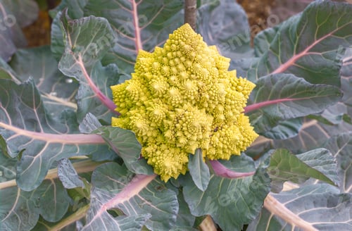 Preview: Romanesco Broccoli