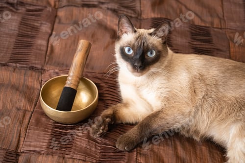 Preview: Beautiful siamese cat laying on brown blanket next to singing bowl. Relaxation context