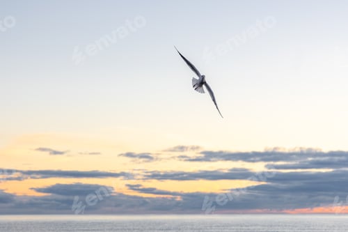 Preview: Lonely seagull flying over the sea in soft evening light. Height and calm.
