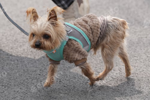 Preview: Cute Yorkshire Terrier dog walking along the street