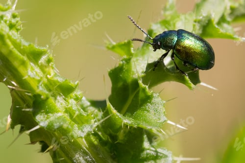 Preview: Shiny Green Beetle