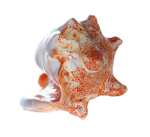 Preview: sea shell