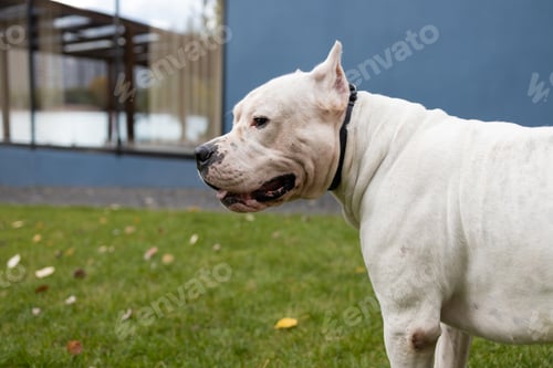 Preview: dog in autumn park. Funny happy cute dog breed american bulldog runs smiling in the fallen leaves. O