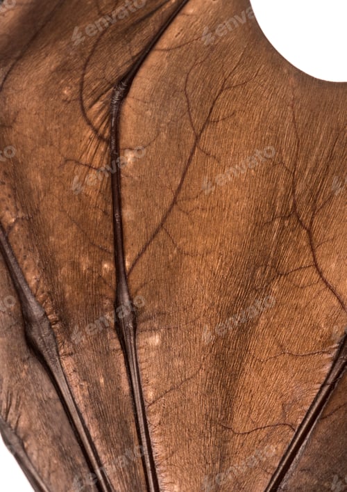 Preview: Close-up on a Lyle's flying fox wing, Pteropus lylei