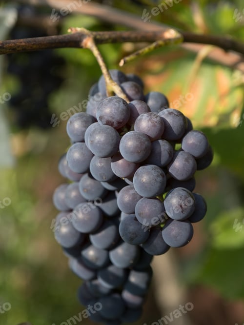 Preview: Ripe home-grown grapes