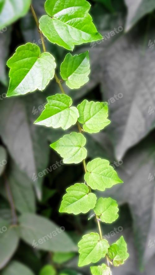 Preview: Twigs with green leaves in a flower garland, summer floral background