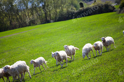 Preview: Sheep in spring field