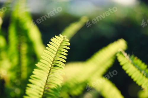 Preview: Botanical fern leaf growing in the garden at the morning