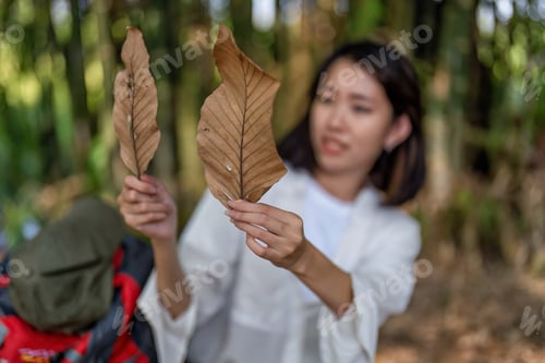 Preview: Young backpack hiking botany study woman walking in the forest and pay attention looking tree leave