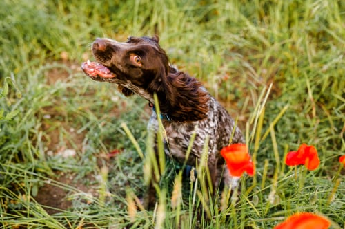 Preview: Russian brown spaniel sitting in green grass in a poppy field