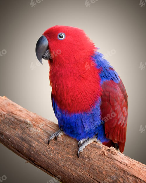 Preview: Ecelectus parrot