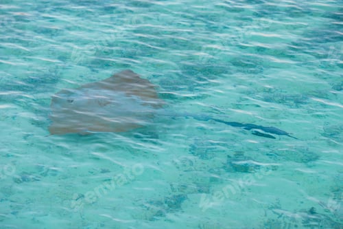Preview: Wild manta ray in clear sea water