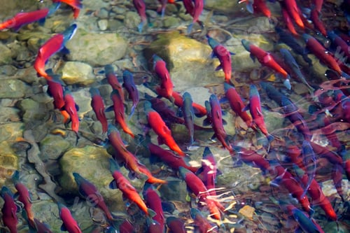Preview: Kokanee salmon spawning
