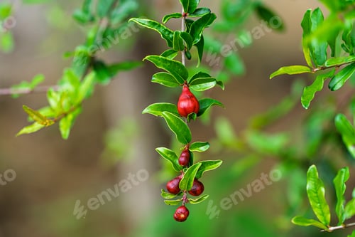 Preview: Small Red Pomegranate