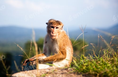 Preview: Cute monkey