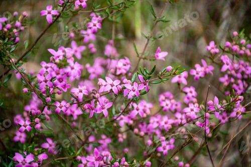 Preview: Boronia flowers on the bush. Native Australian flowering plants. Pink flowers nature background