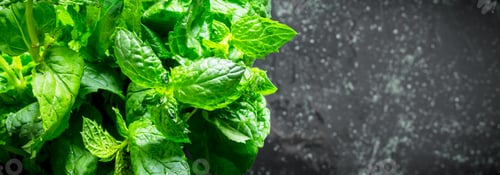 Preview: Fresh herbs. Green mint.