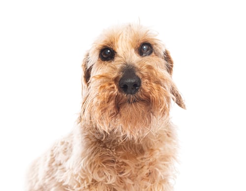 Preview: Curious wirehaired dachshund dog is posing on a white background