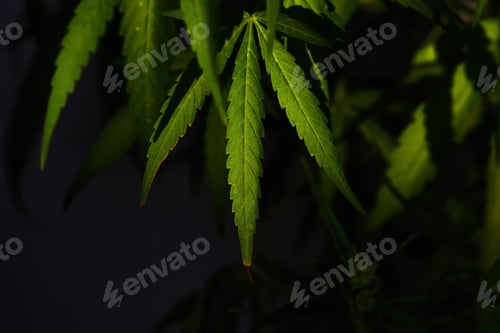 Preview: The cannabis leaves on black background