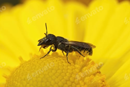 Preview: Closeup on a female Large-headed Resin Bee, Heriades truncorum, sitting on a yellow flower