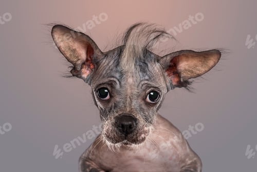 Preview: Close-up of a Chinese crested dog puppy looking at the camera, on gradient grey background