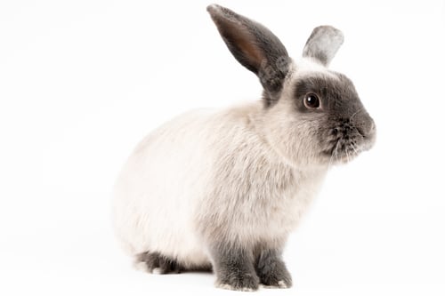 Preview: Lop Rabbit on Isolated Background