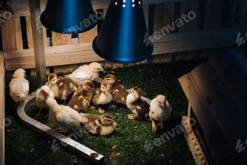 Preview: Small chickens and ducklings bask on the grass under a lamp in the yard