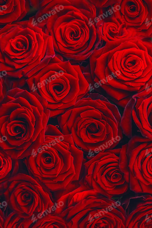 Crimson Red Roses Background in Dark Tones